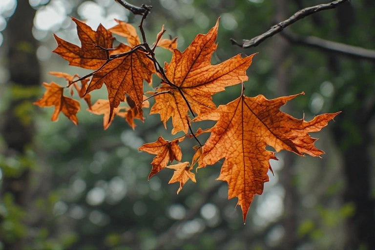 November leaves falling Instagram Captions
