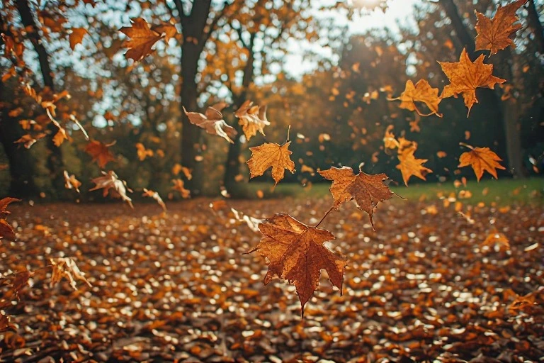 November leaves falling Instagram Captions