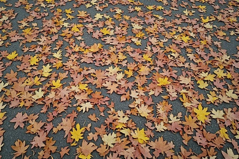 November leaves falling Instagram Captions